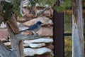 Grand Canyon scrub jay on a railing post Royalty Free Stock Photo