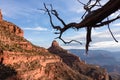 Grand Canyon - Silhouette of lone gnarled tree branch at sunrise with aerial view of Bright Angel hiking trail at South Rim