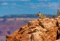 Grand Canyon National Park South Kaibab Trail Squirrel`s Viewpoint Royalty Free Stock Photo