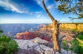 Grand Canyon sunny day with blue sky Royalty Free Stock Photo