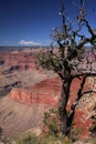 Grand canyon tree Royalty Free Stock Photo