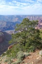 Grand Canyon Tree