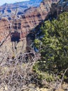 Grand Canyon veiw Royalty Free Stock Photo
