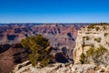 Grand Canyon view on clear day with rim and juniper tree in foreground Royalty Free Stock Photo