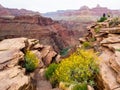Grand Canyon Vista with Wildflowers and River Royalty Free Stock Photo