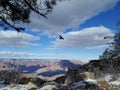 Grand Canyon Winter Bird Royalty Free Stock Photo