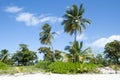 Grand Cayman Beach Palm Trees Royalty Free Stock Photo