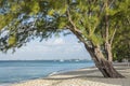 Grand Cayman Beach Pine Tree Royalty Free Stock Photo