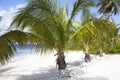 Grand Cayman Beaches Royalty Free Stock Photo