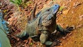 Grand Cayman blue iguana