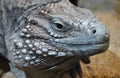 Grand Cayman Blue Iguana Royalty Free Stock Photo