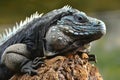 Grand Cayman Blue Iguana Royalty Free Stock Photo