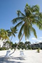 Grand Cayman Island Beach Palms Royalty Free Stock Photo