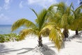 Grand Cayman Island Little Beach Palms Royalty Free Stock Photo