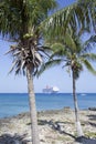 Grand Cayman Island Palm Trees With Iguana Royalty Free Stock Photo