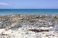 Grand Cayman Island Rocky Shore Royalty Free Stock Photo