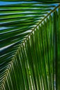 Grand Cayman-The Palm Leaf Royalty Free Stock Photo