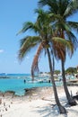 Grand Cayman Palms Royalty Free Stock Photo
