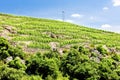 grand cru vineyard, Cote Rotie, Rhone-Alpes, France Royalty Free Stock Photo