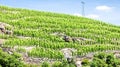 grand cru vineyard, Cote Rotie, Rhone-Alpes, France Royalty Free Stock Photo