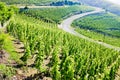 grand cru vineyard, Cote Rotie, Rhone-Alpes, France Royalty Free Stock Photo