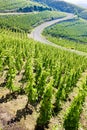 grand cru vineyard, Cote Rotie, Rhone-Alpes, France Royalty Free Stock Photo