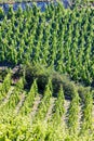 grand cru vineyard, Cote Rotie, Rhone-Alpes, France Royalty Free Stock Photo