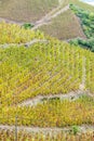 Grand cru vineyard of Cote Rotie Royalty Free Stock Photo