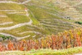 Grand cru vineyard of Cote Rotie