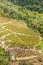 grand cru vineyard of Cote Rotie, Rhone-Alpes, France Royalty Free Stock Photo