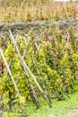 grand cru vineyard of Cote Rotie, Rhone-Alpes, France Royalty Free Stock Photo