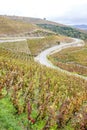 grand cru vineyard of Cote Rotie, Rhone-Alpes, France Royalty Free Stock Photo