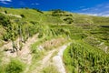 grand cru vineyard, LÃÂ´Hermitage, Rhone-Alpes, France Royalty Free Stock Photo