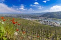 Grand cru vineyard, Tain l'Hermitage, Rhone-Alpes, France