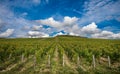 The Grand Cru vineyards of Chablis, Burgundy, France Royalty Free Stock Photo