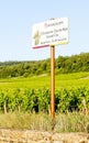 grand cru vineyards Chambertin, Burgundy, France