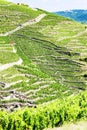 grand cru vineyards, Cote Rotie, Rhone-Alpes, France Royalty Free Stock Photo