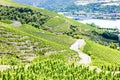 grand cru vineyards near Ampuis, Cote Rotie, Rhone-Alpes, France Royalty Free Stock Photo