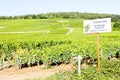 grand cru vineyards of Richebourg, Burgundy, France