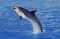 GRAND DAUPHIN tursiops truncatus Royalty Free Stock Photo