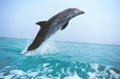 GRAND DAUPHIN tursiops truncatus Royalty Free Stock Photo