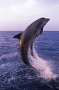 GRAND DAUPHIN tursiops truncatus Royalty Free Stock Photo