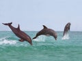 GRAND DAUPHIN tursiops truncatus Royalty Free Stock Photo