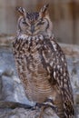 Grand Duke Owl