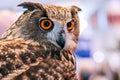 Grand duke owl with orange eyes Royalty Free Stock Photo