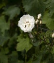 Grand Duke of Tuscany Flowering Bush