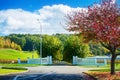 Grand entrance to the Mission Estate winery in Hawke's Bay. Road driveway walled by turning plane trees, colourful Royalty Free Stock Photo