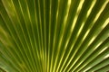Grand, exotic  palm leaf, close-up. Background, texture Royalty Free Stock Photo