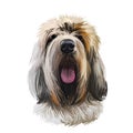 Grand Griffon Vend en, Large Vend en Griffon dog digital art illustration isolated on white background. France origin hunting dog