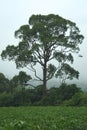 A grand, large and beautiful Thai tree, adjacent to a tapioca farm, during a hard summer rainstorm.